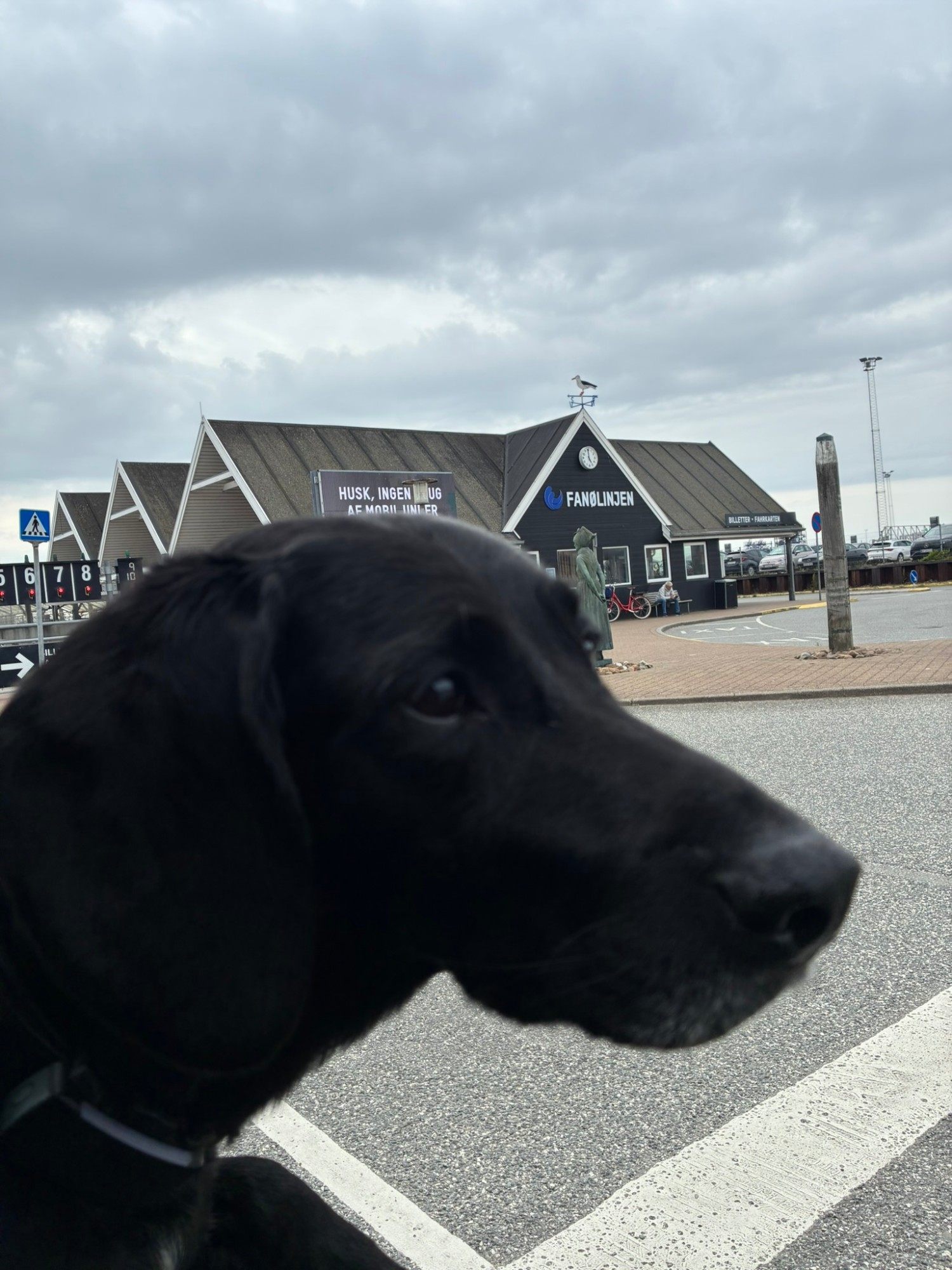 Close-up of our black dog Maggie in front of the FanøLinjen ferry terminal building in Esbjerg