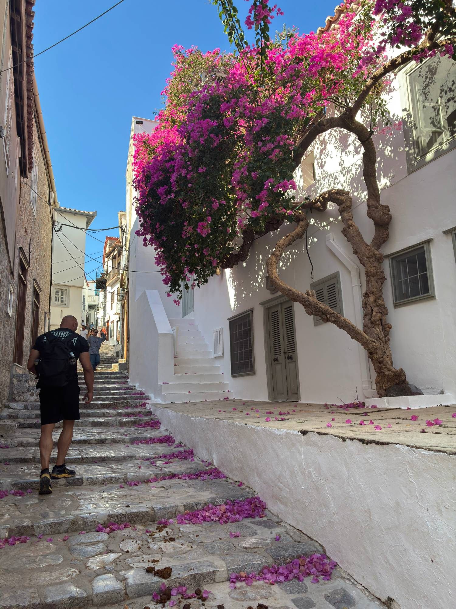 Stone steps in a car-free lane on Hydra under a huge pink bougainvillea
