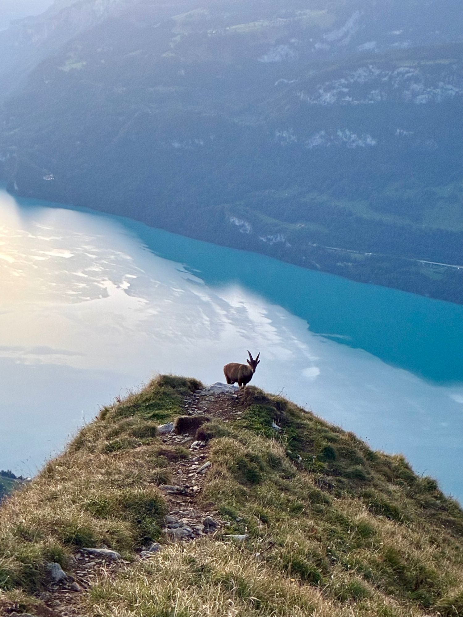 A wild Alpine ibex standing on the ridge path above the turquoise Lake Brienz