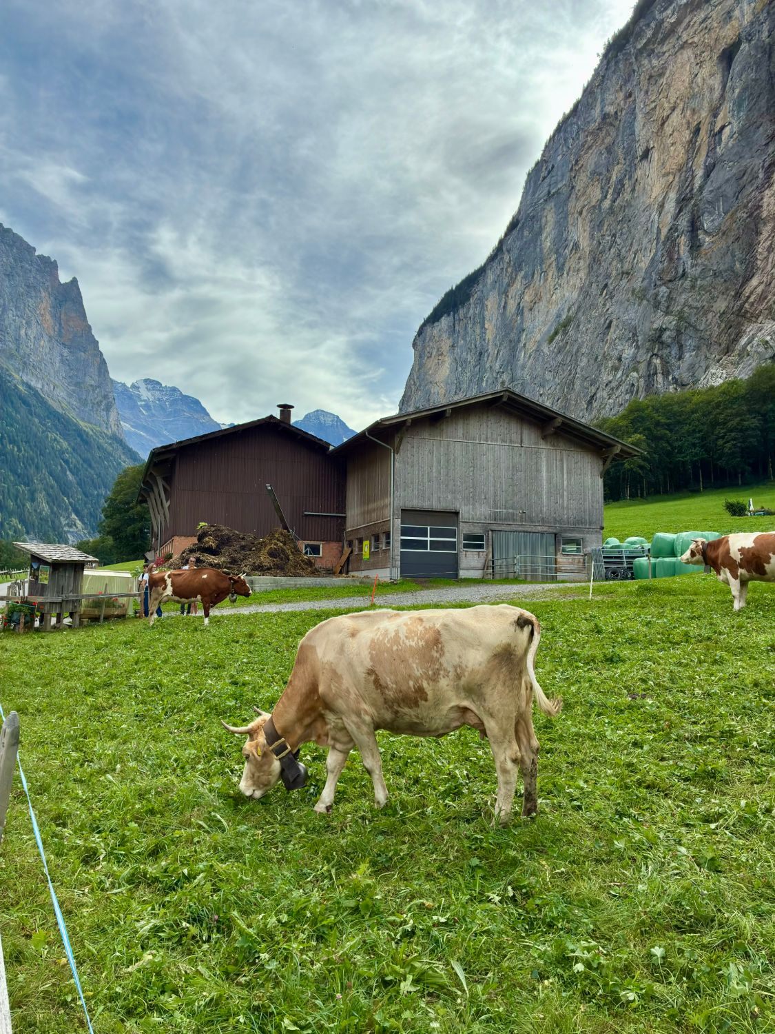 A cow with a large bell grazing in front of wooden barns, with the Lauterbrunnen cliffs and mountains behind