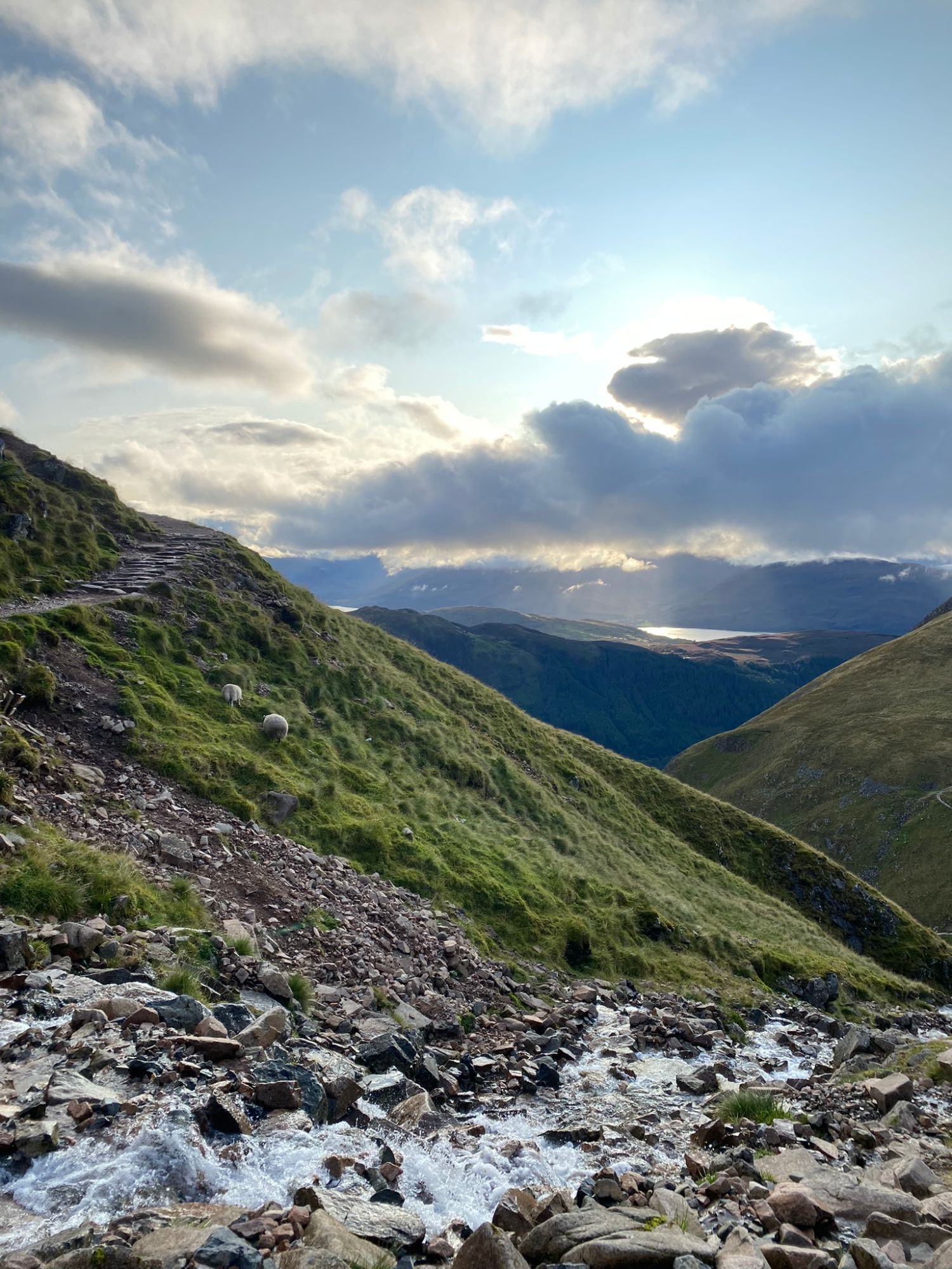 A rushing stream crossing the Mountain Track, with two sheep on the slope and sunbeams over Loch Linnhe