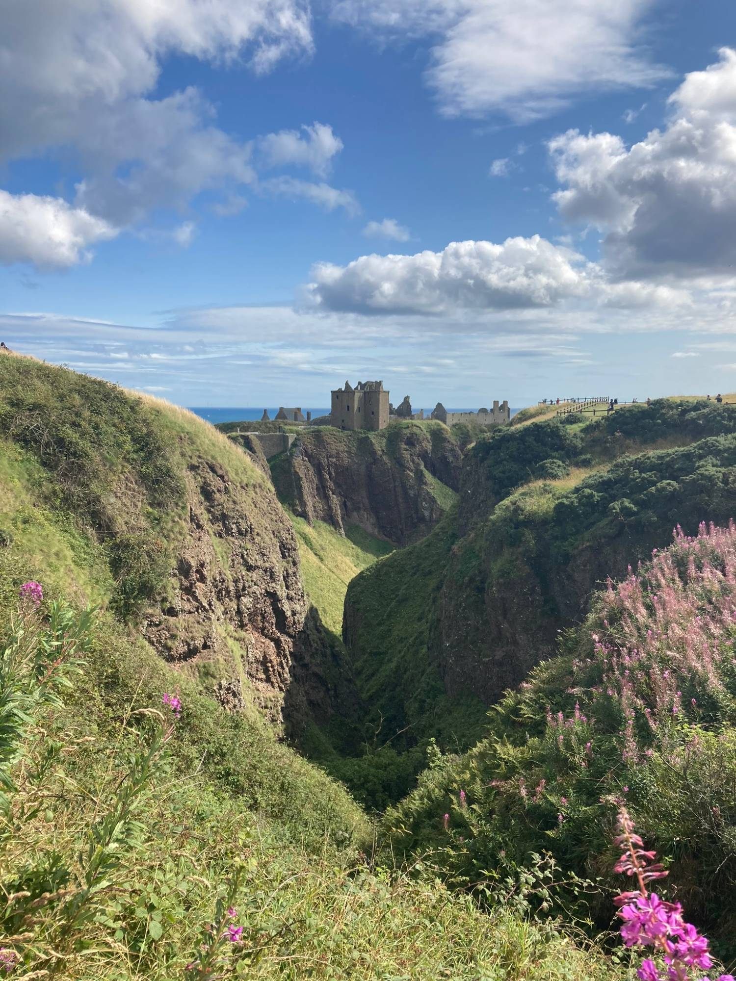 A deep green gorge leading towards the ruins of Dunnottar Castle, framed by pink flowers