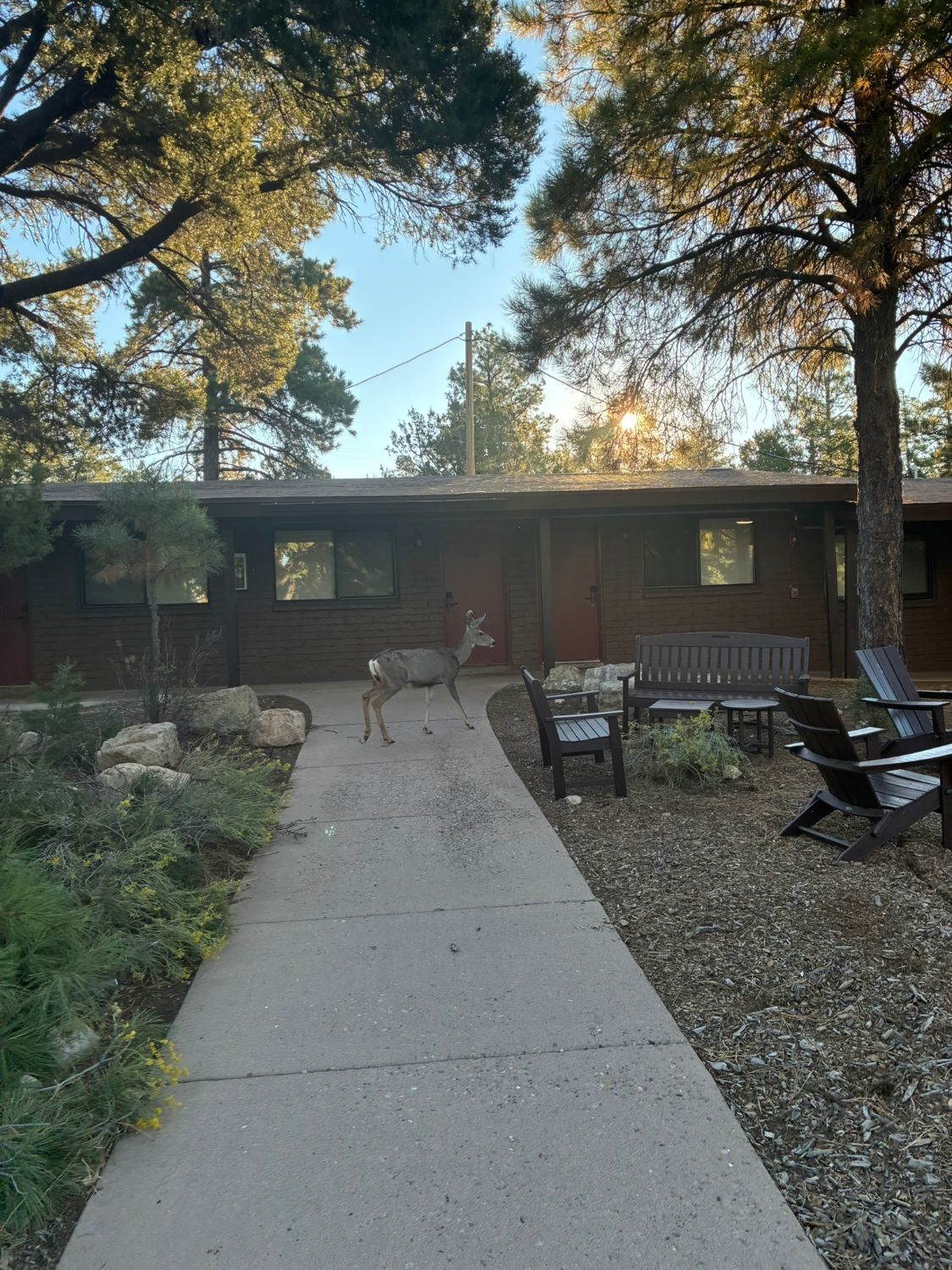 A mule deer walking along the path between the pine trees and the lodge rooms at Yavapai Lodge