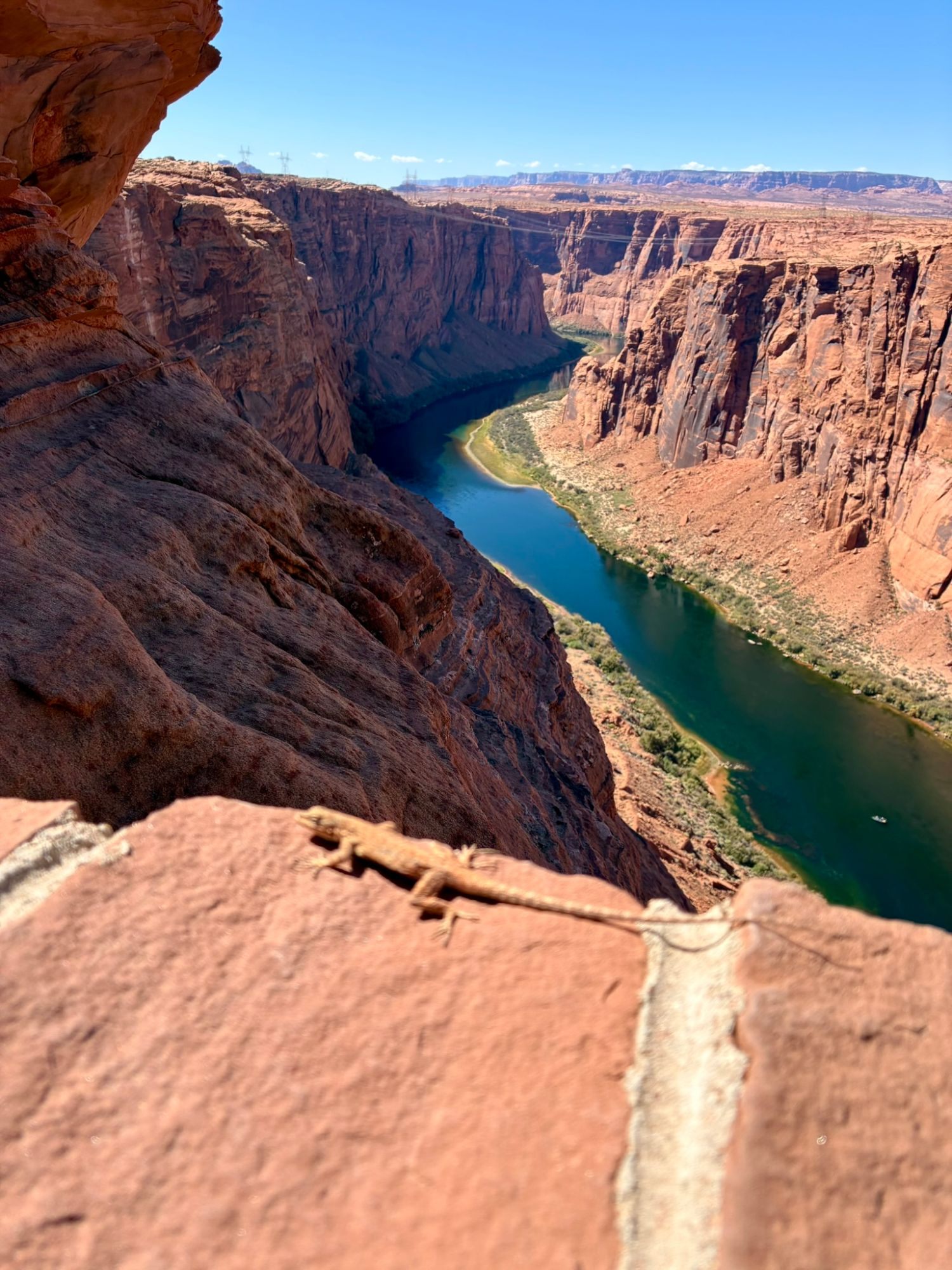 A small lizard on a sandstone ledge, with the green Colorado River winding through red Glen Canyon below