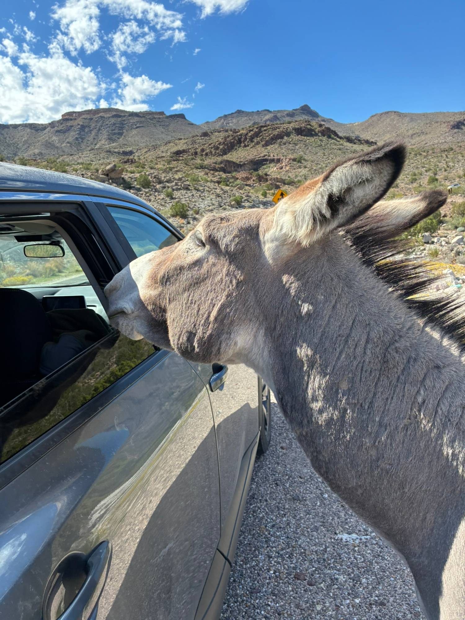 A free-roaming burro pushing its nose into the open window of our grey rental car on the road before Oatman