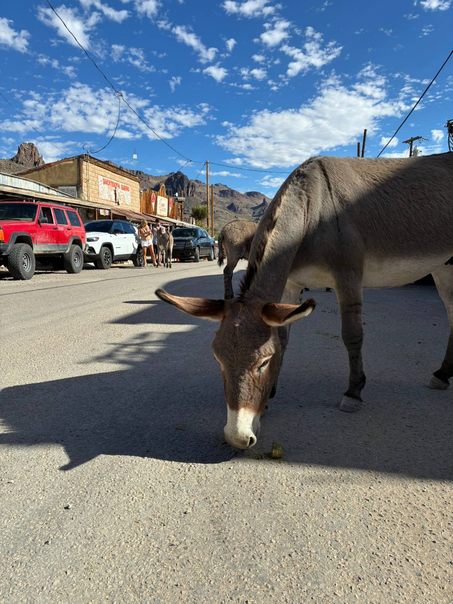A burro grazing in the middle of the street with parked cars and desert peaks behind
