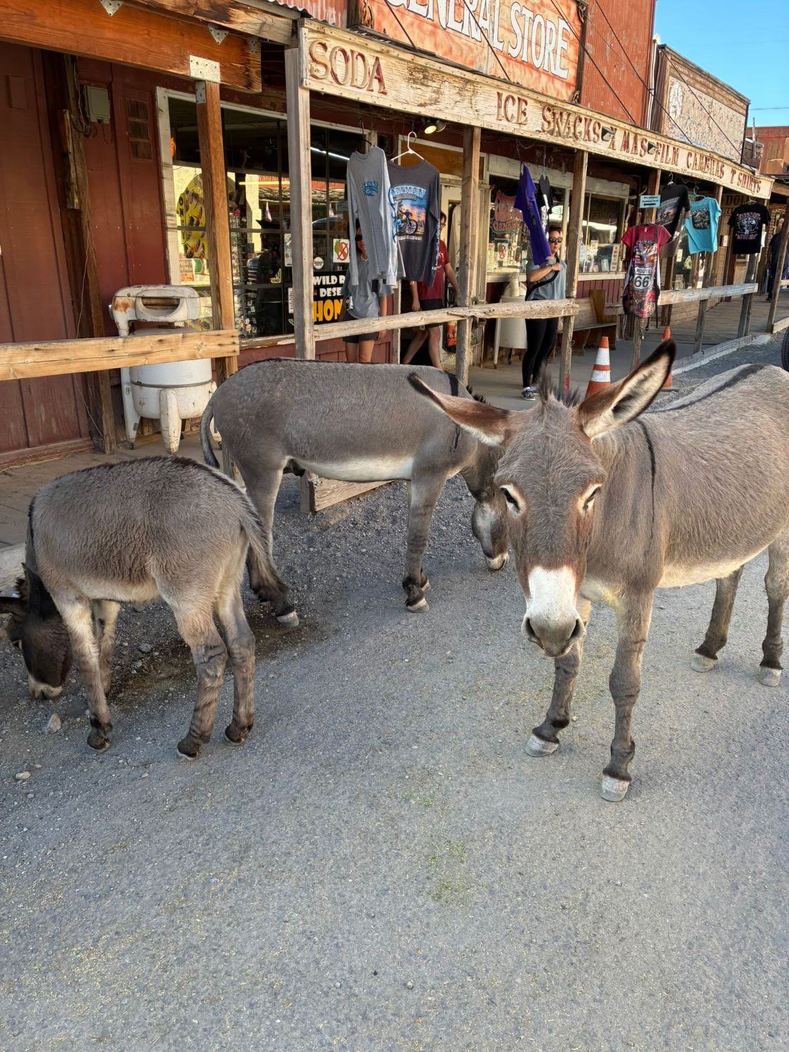 Three burros standing outside the old General Store with T-shirts hanging on the porch