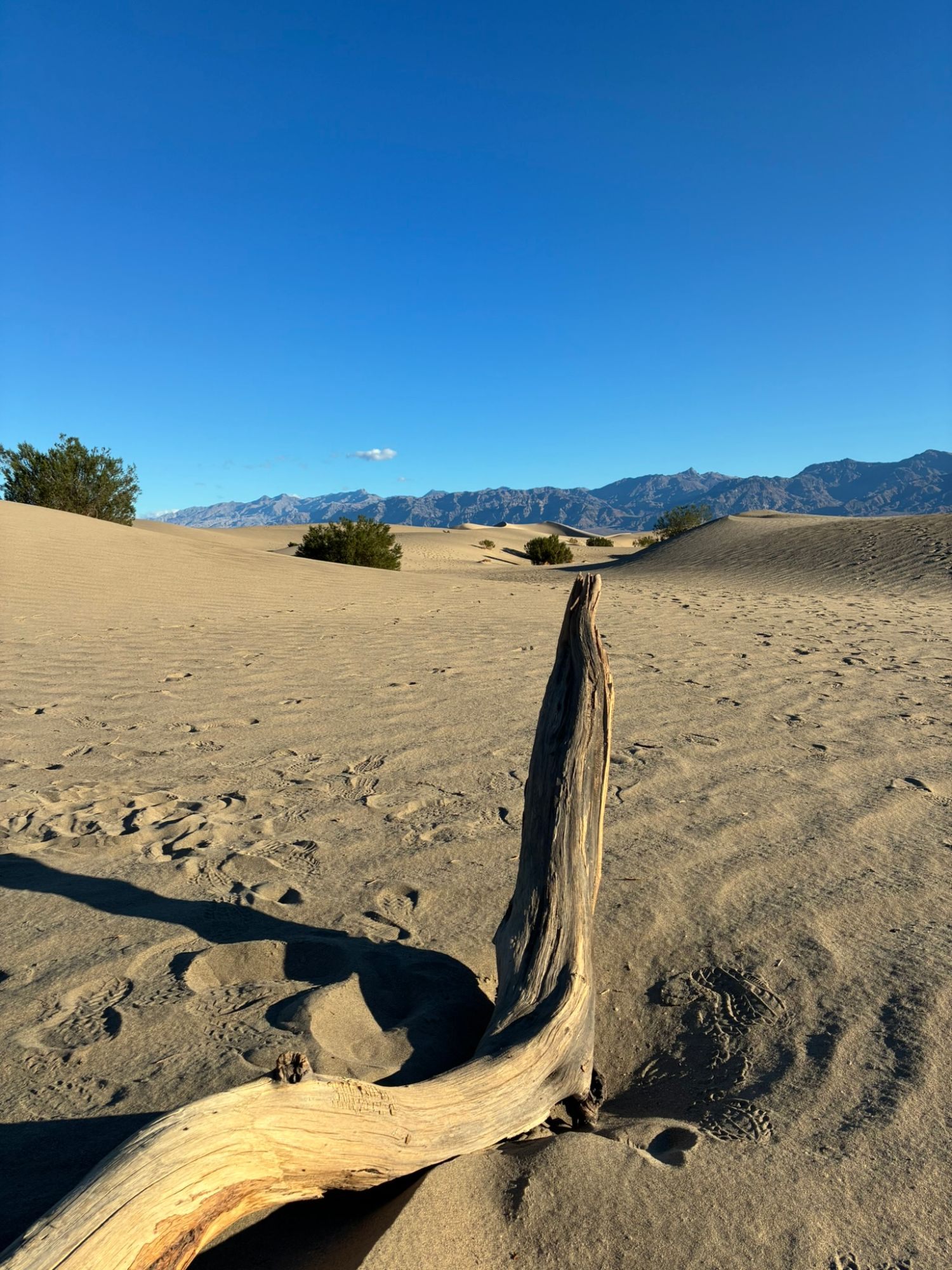 A bleached piece of wood in rippled sand at Mesquite Flat Sand Dunes, with bushes and mountains behind