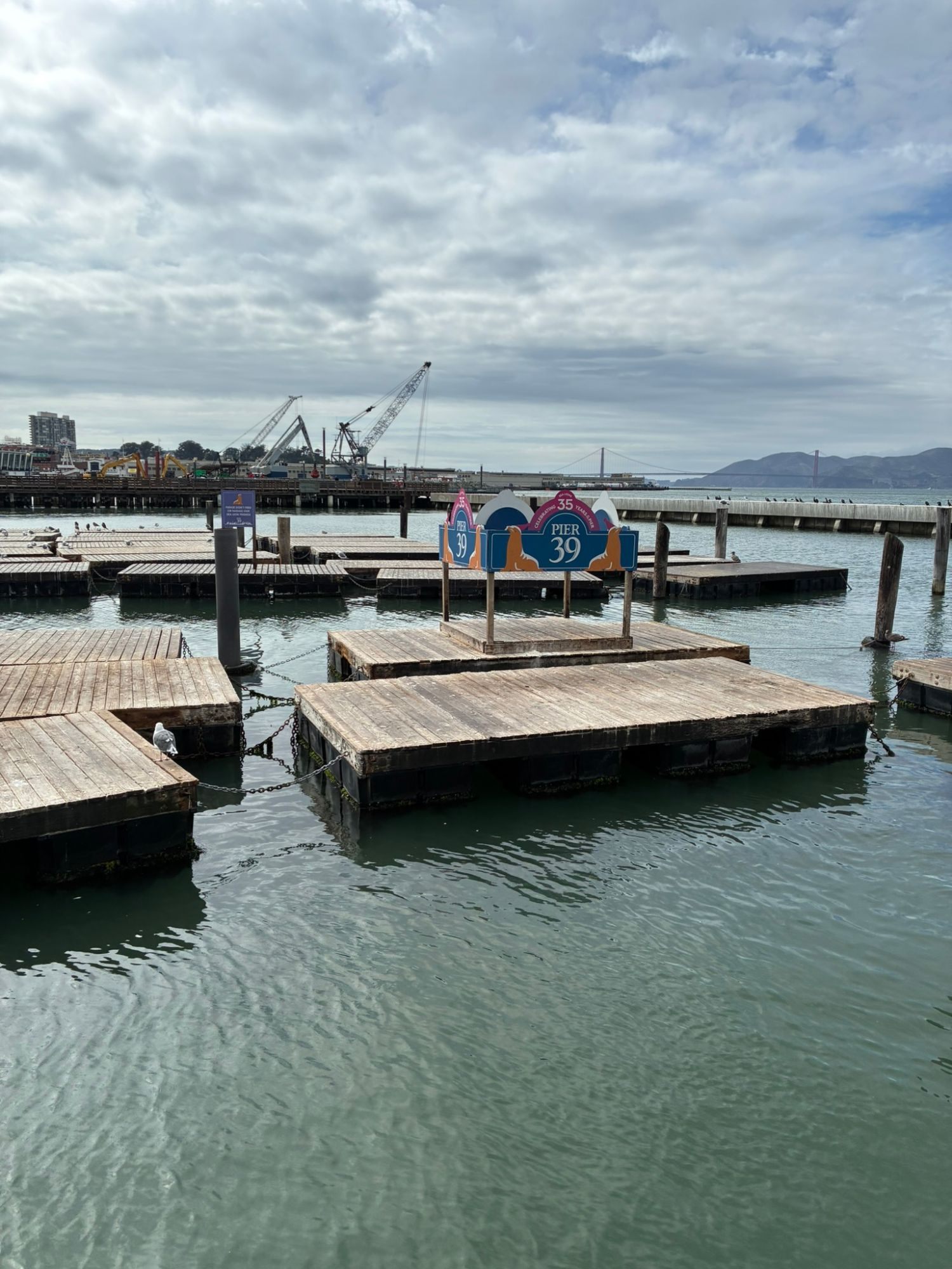 The floating wooden docks at Pier 39 with the Pier 39 sea lion sign, mostly empty, and the Golden Gate Bridge in the distance