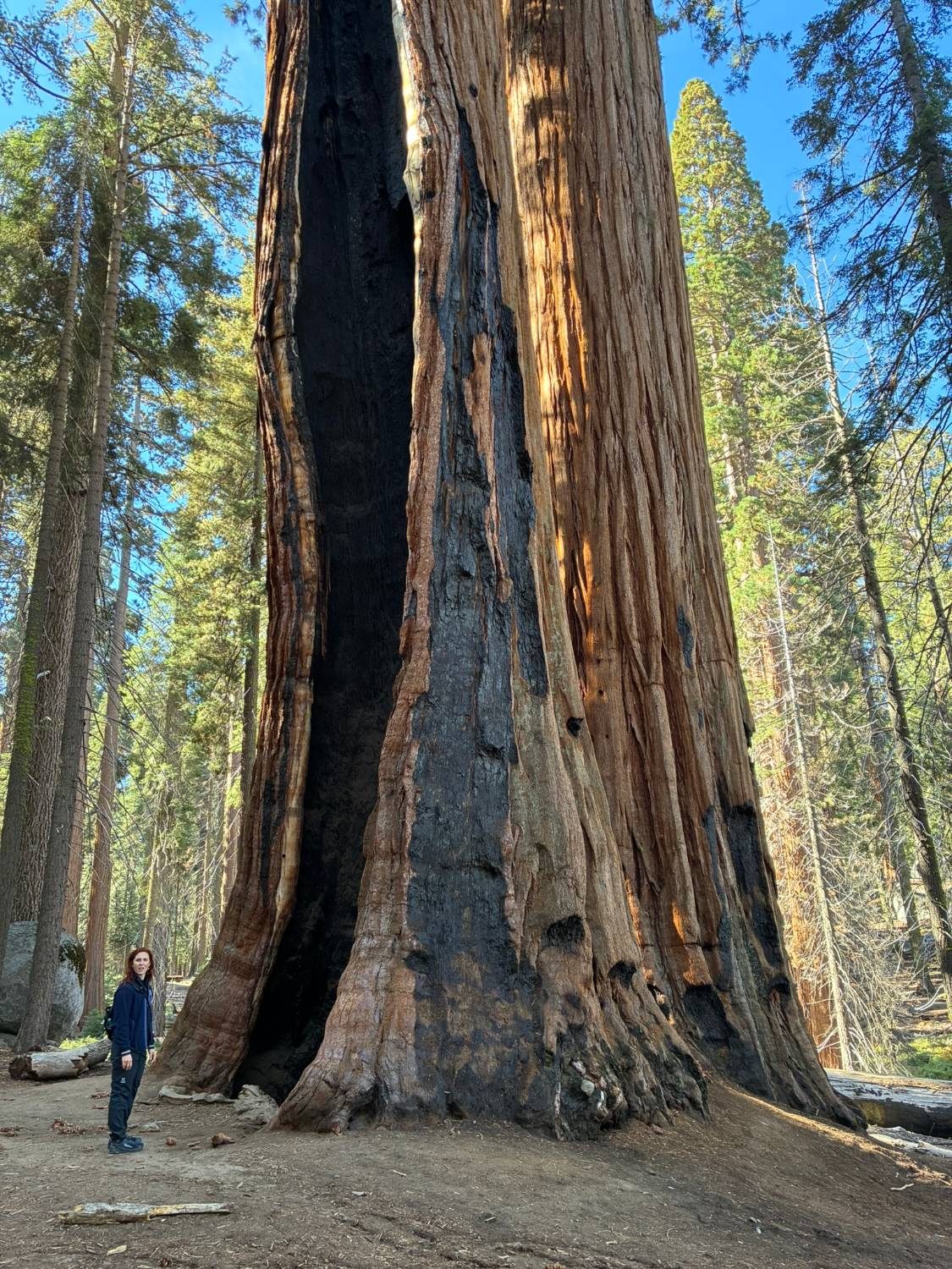 Kristine looking up at a giant sequoia with a huge blackened fire scar running up its trunk