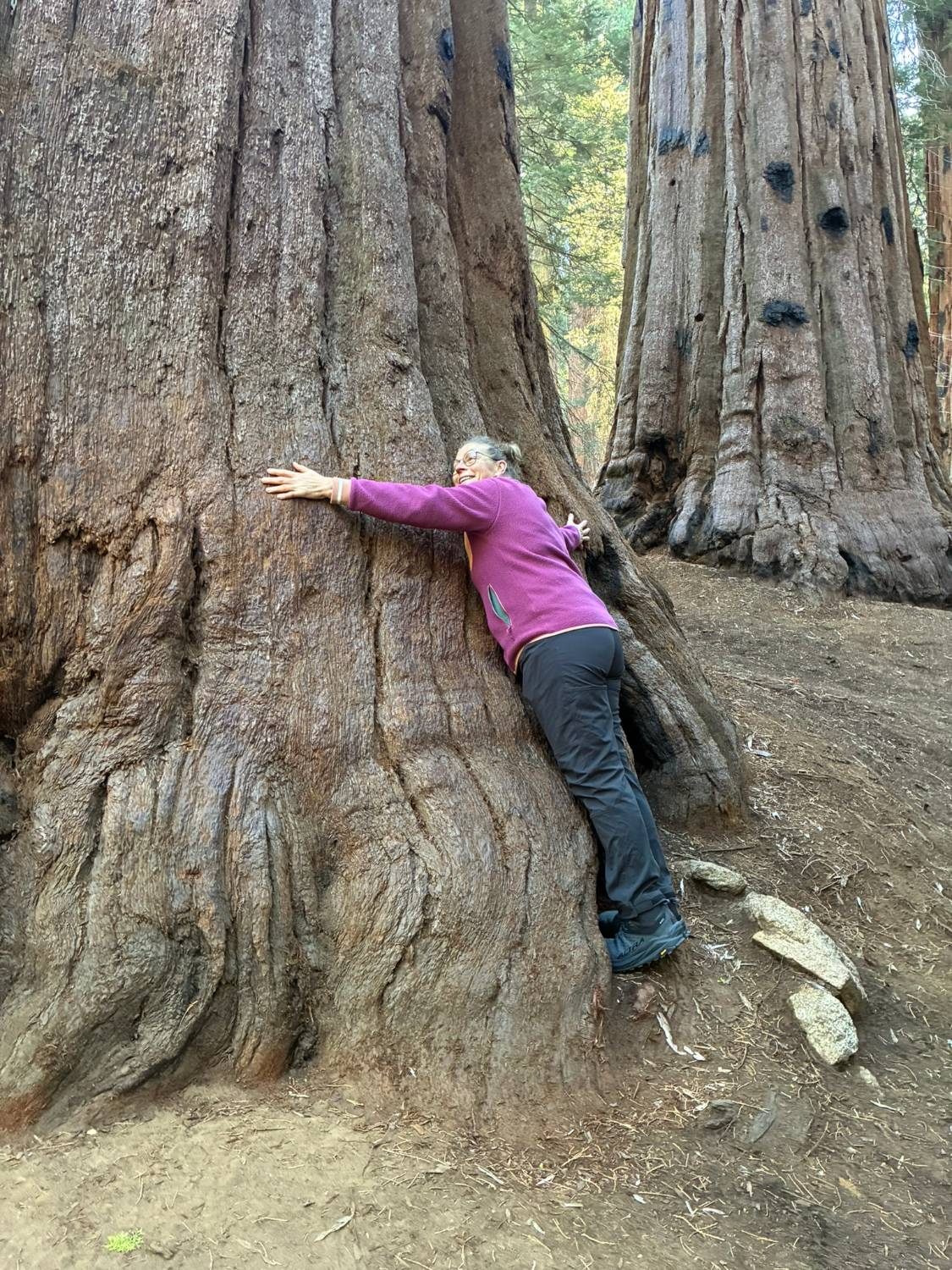 Inge hugging the base of a giant sequoia, her arms reaching only a small part of the way around