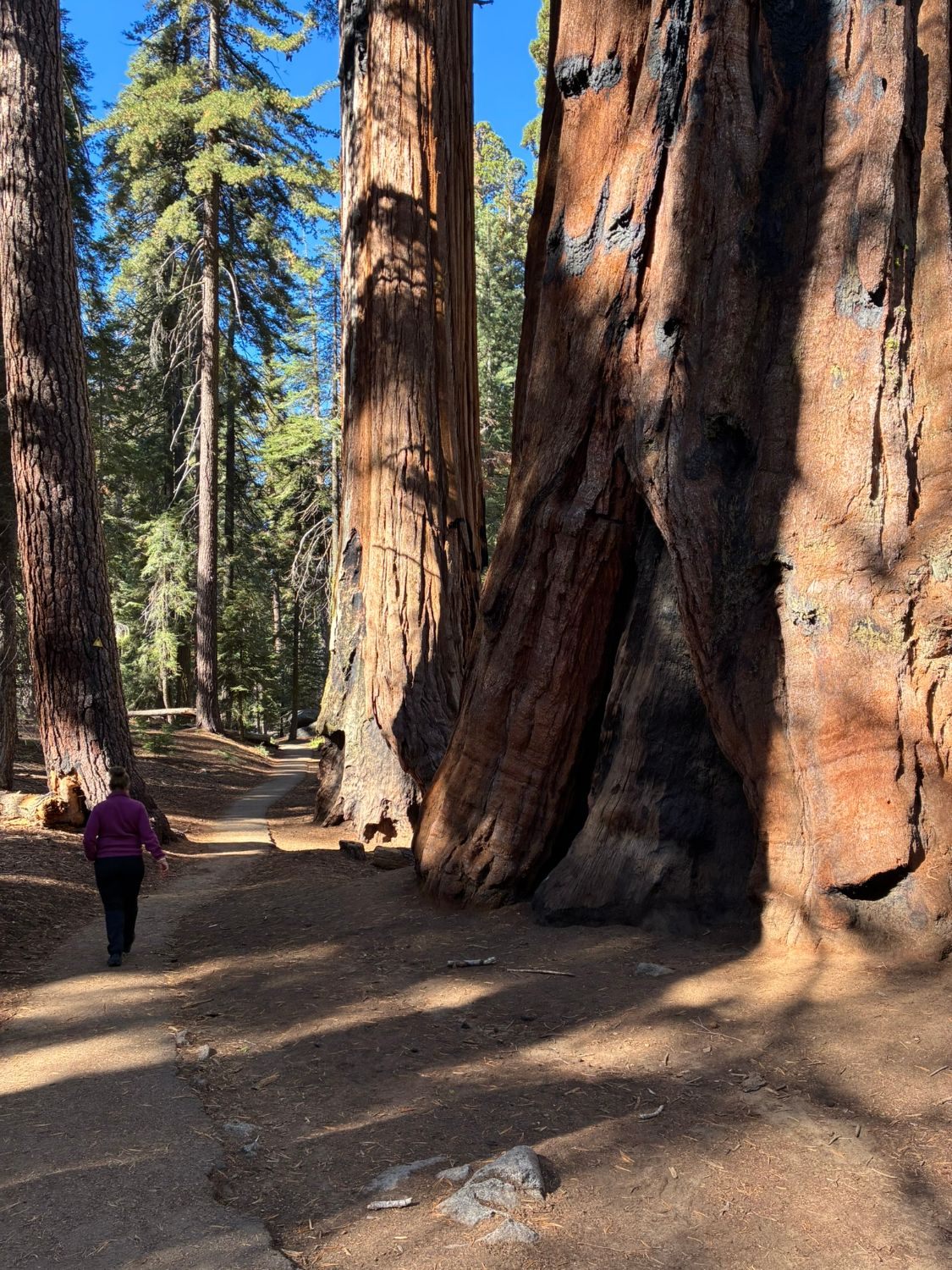Inge walking along the paved trail past enormous sequoia trunks in the morning sun