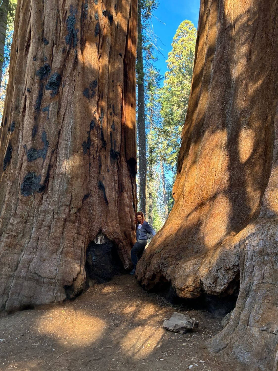 Kristine squeezed into the gap between two massive sequoia trunks