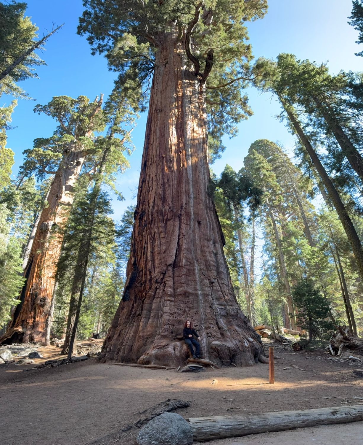 Kristine sitting at the base of a huge giant sequoia, looking tiny against the trunk