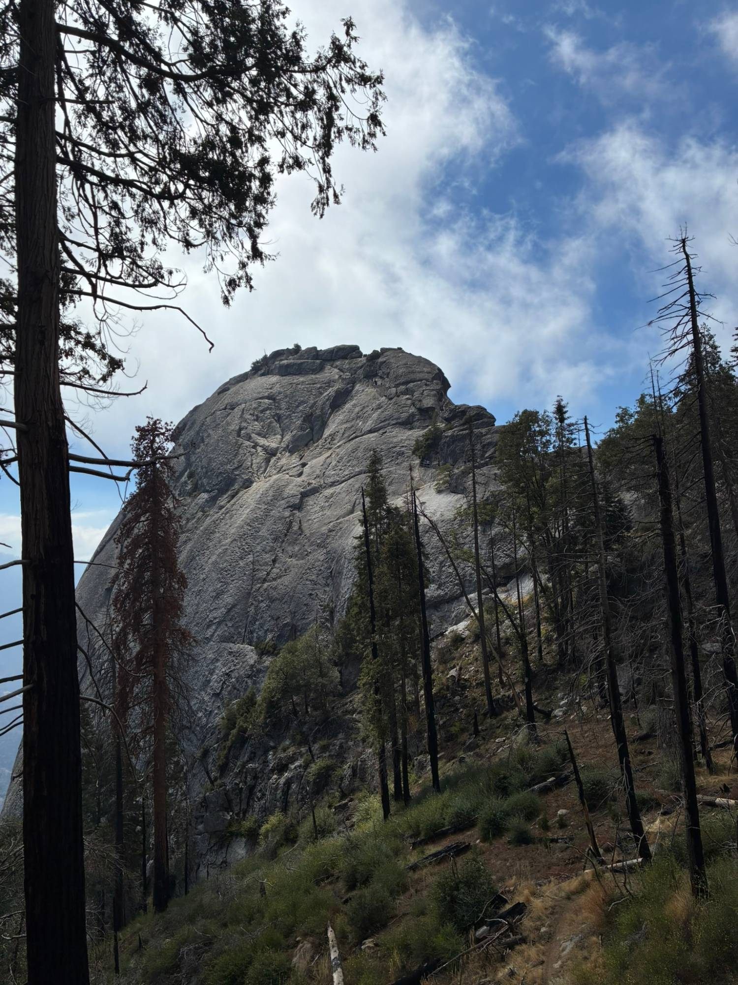 The bare granite dome of Moro Rock rising above burned and living trees