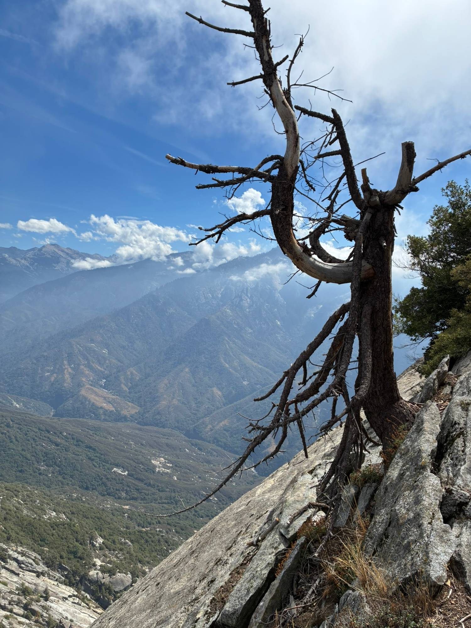 A twisted dead tree clinging to the granite edge of Moro Rock with the valley and mountains behind