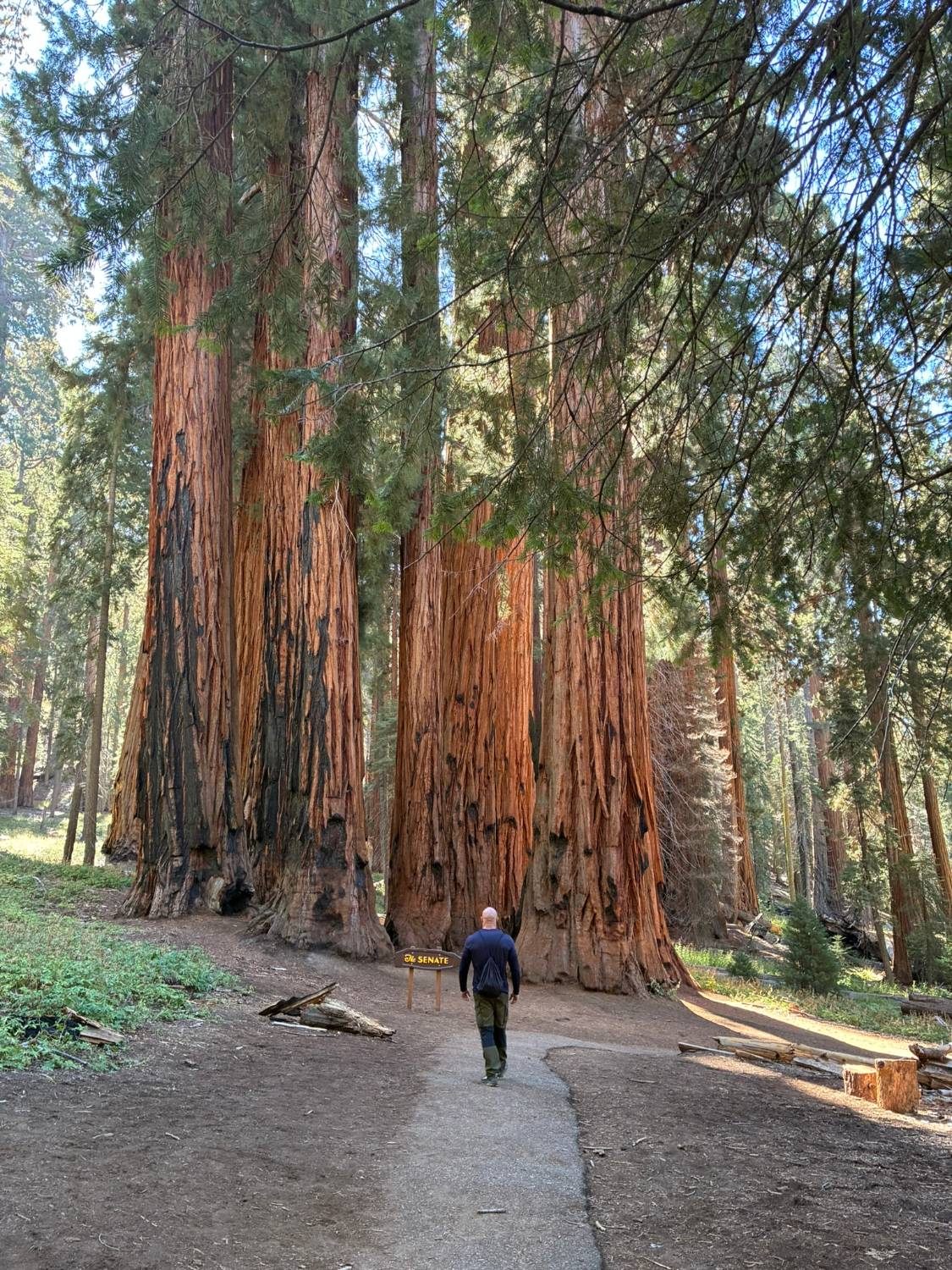 Walking along the path towards the Senate group of giant sequoias and its sign