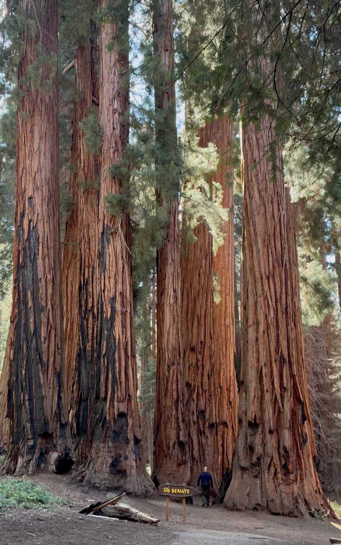 A group of huge giant sequoias with the sign 'The Senate' and a small figure walking between the trunks