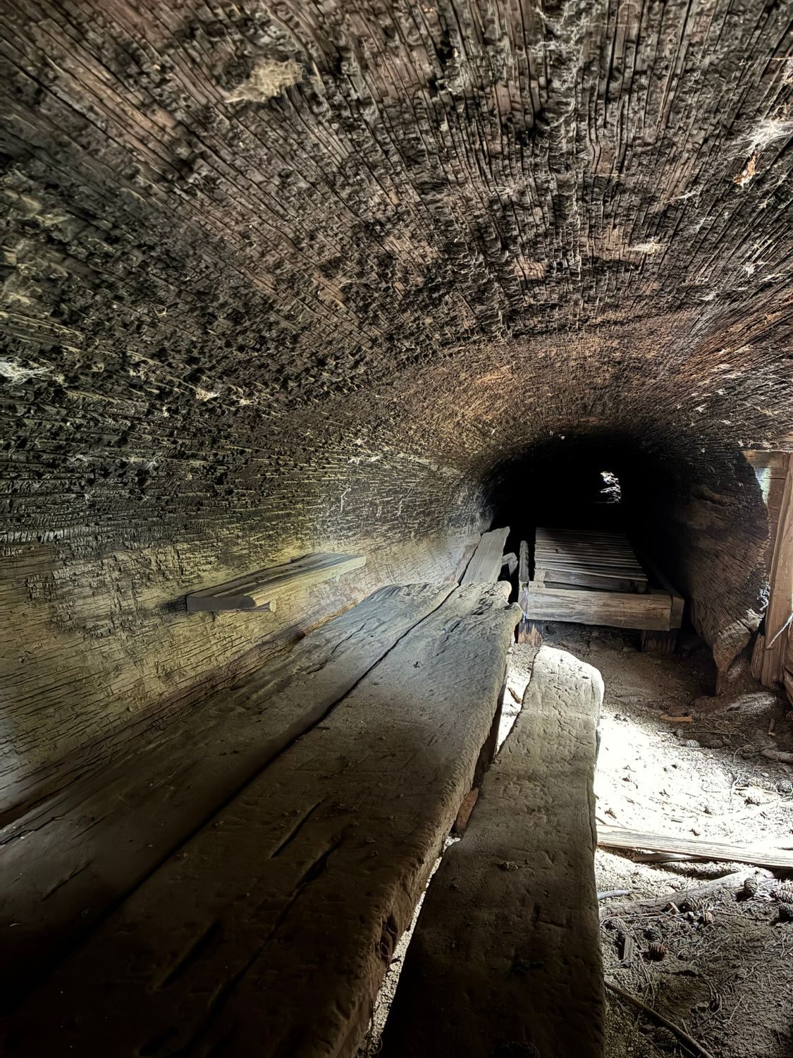 Inside the hollow sequoia log at Tharp's Log: a long curved wooden tunnel with an old bench and bed frame