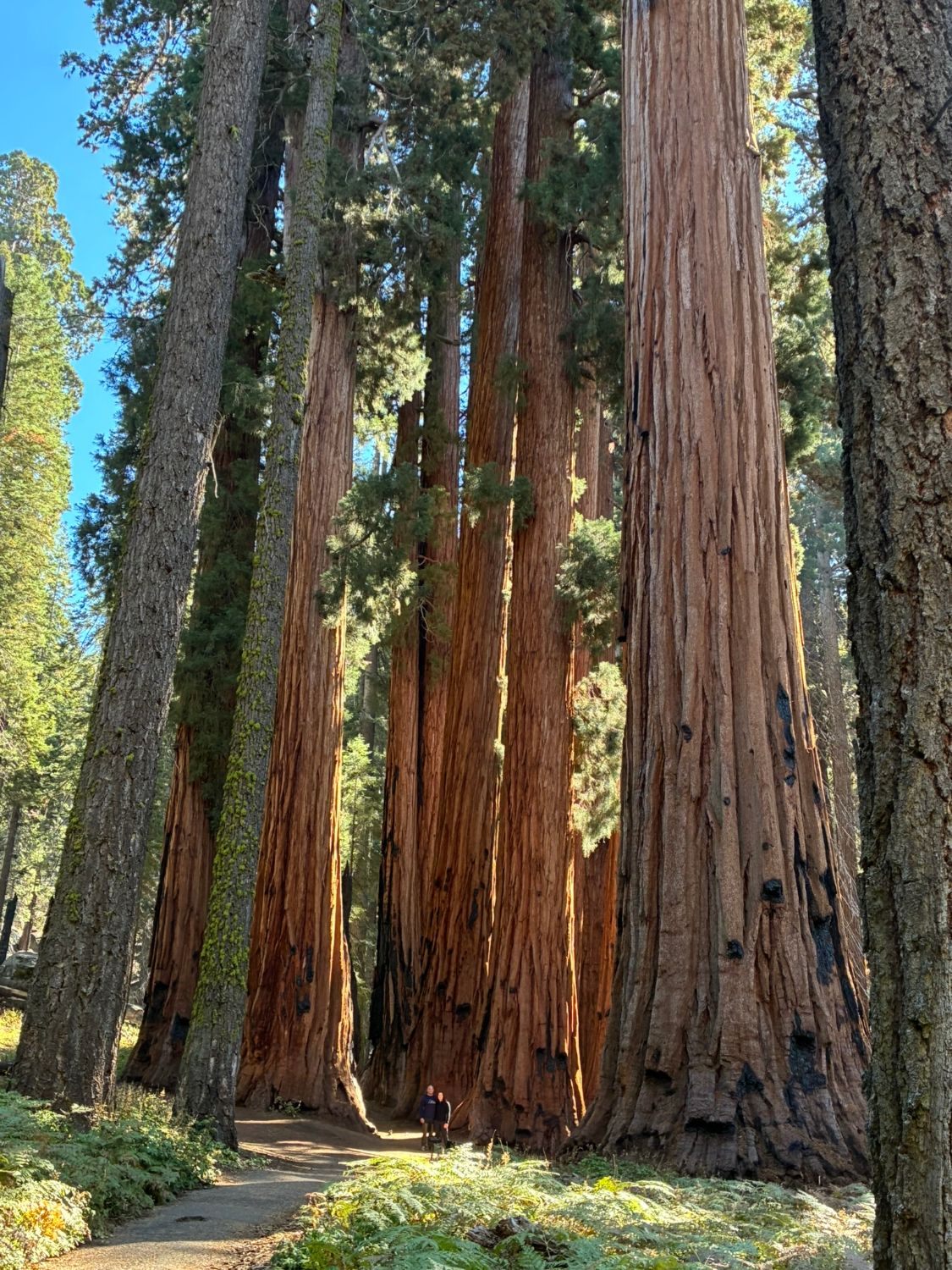 Two small figures standing on the path at the foot of a towering group of giant sequoias