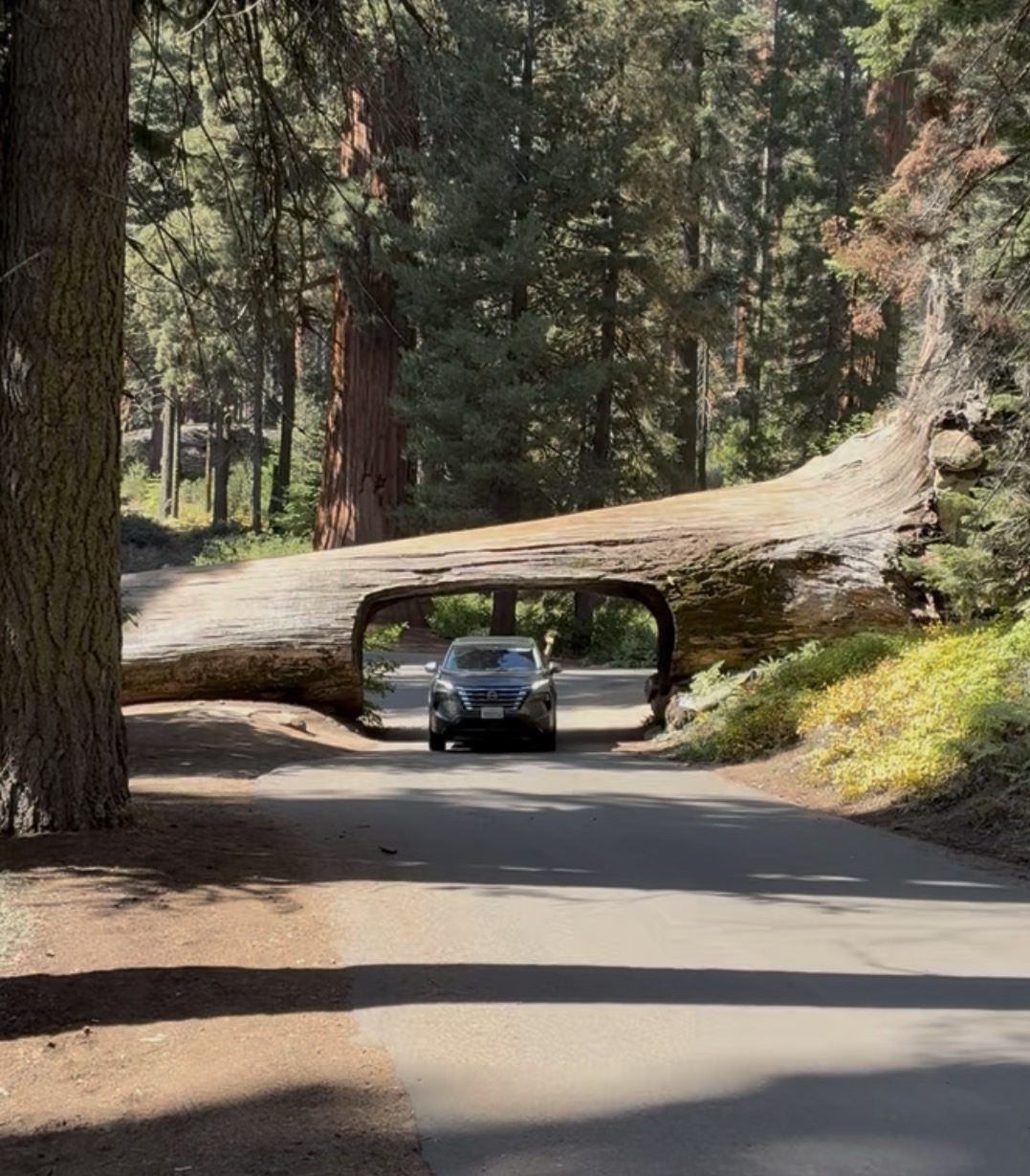 Our rental car driving through Tunnel Log, a fallen giant sequoia with an opening cut through it across the road